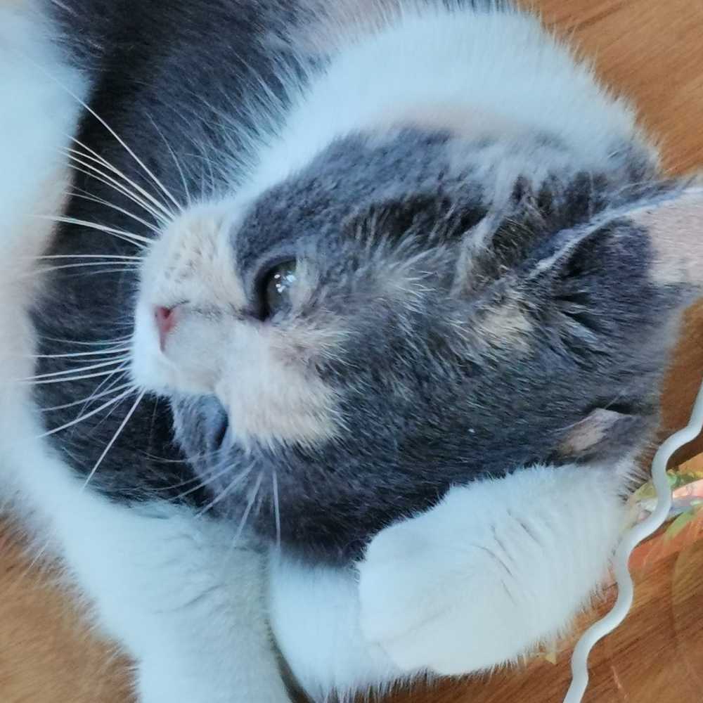猫咪