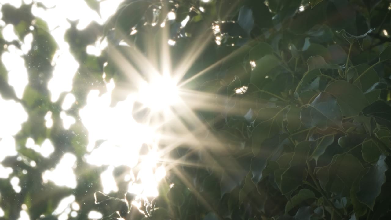 树木树叶阳光星芒逆光刺眼 31