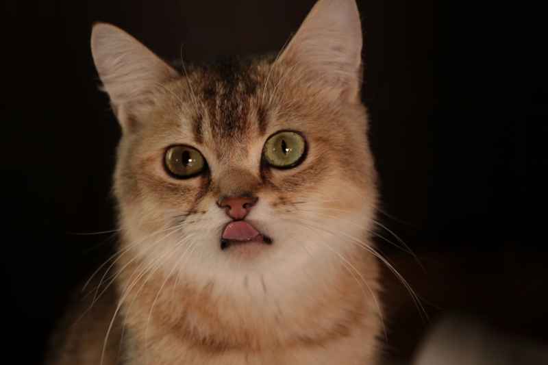 猫猫特写 9