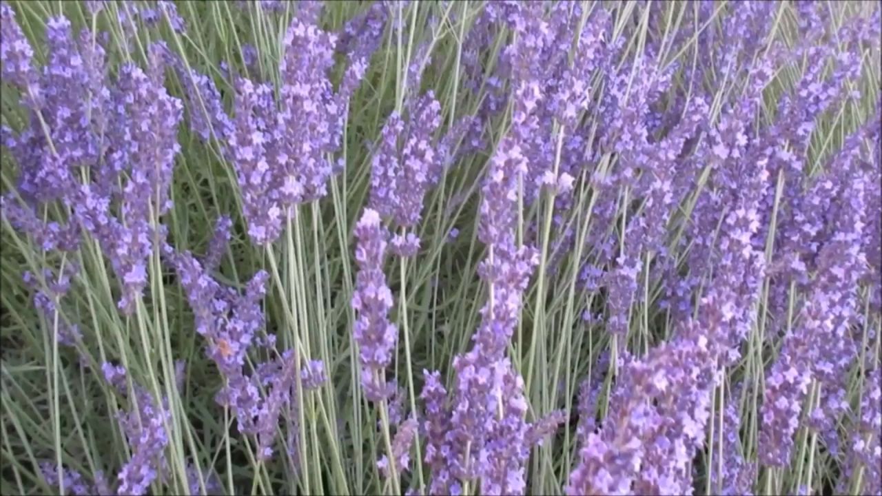 薰衣草花紫色草本植物