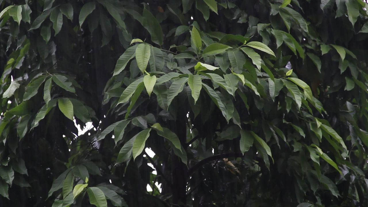 大雨中的白兰树茂密的枝叶