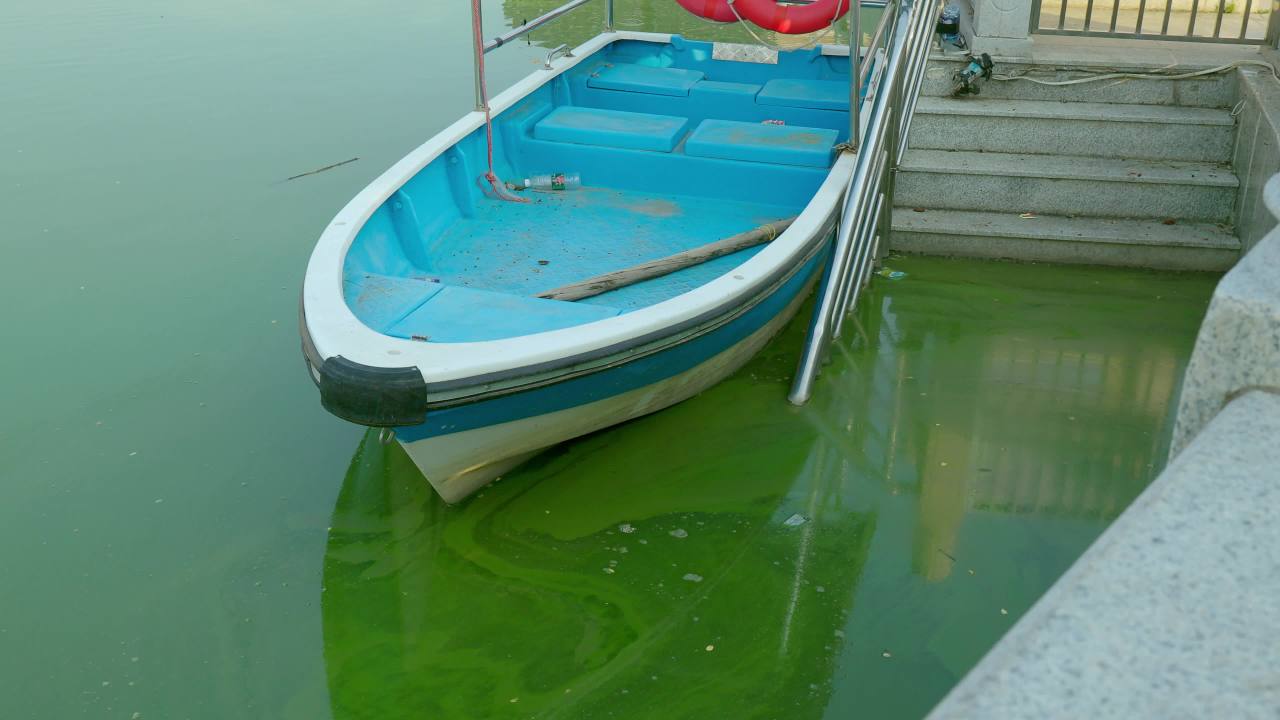 污染的湖泊 藻类