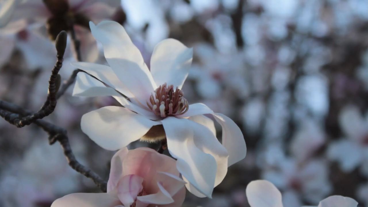 鲜花绿色和平花园果园