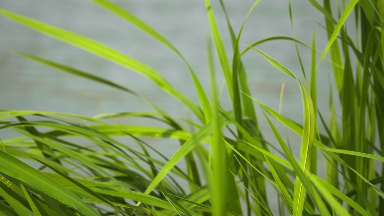 植物树木树叶草丛绿色 19