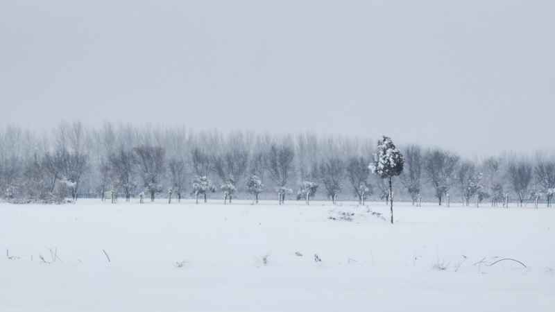 雪天田地里的树