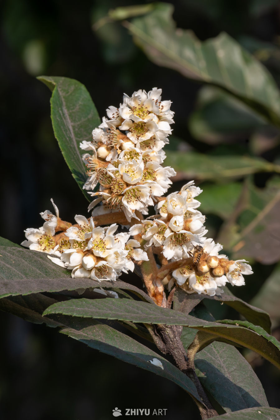枇杷花事，蜂来作伴