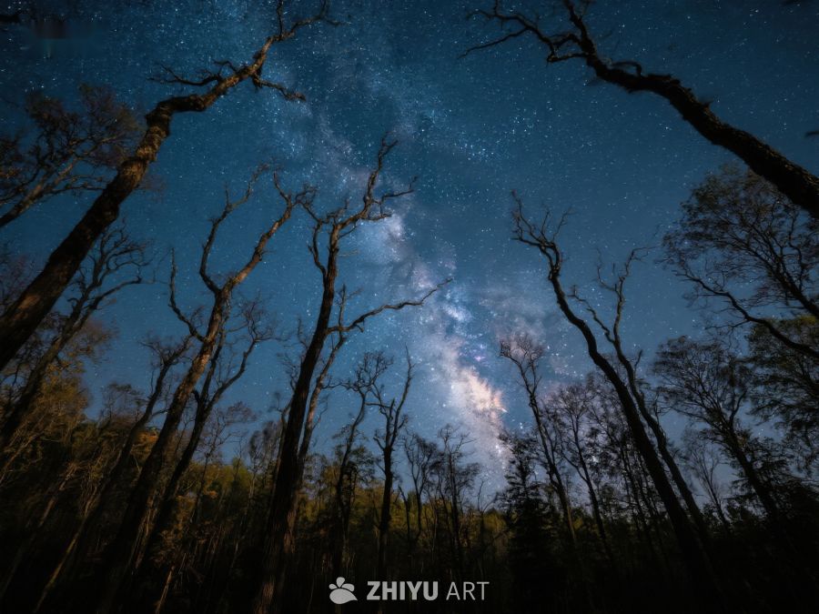 森林夜空下的银河美景 61