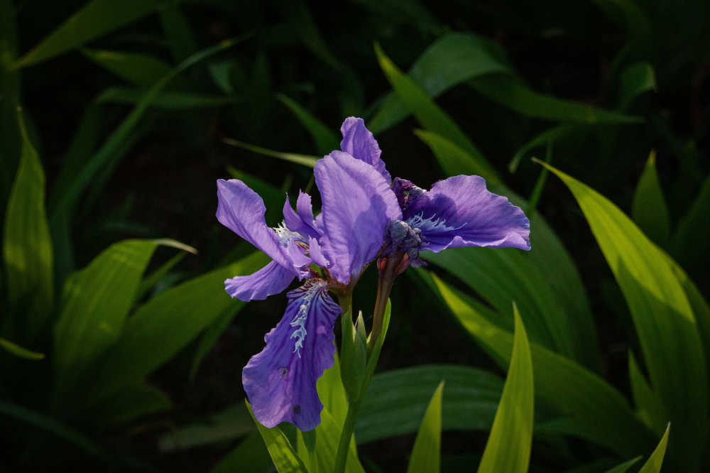 紫色花近距离开花
