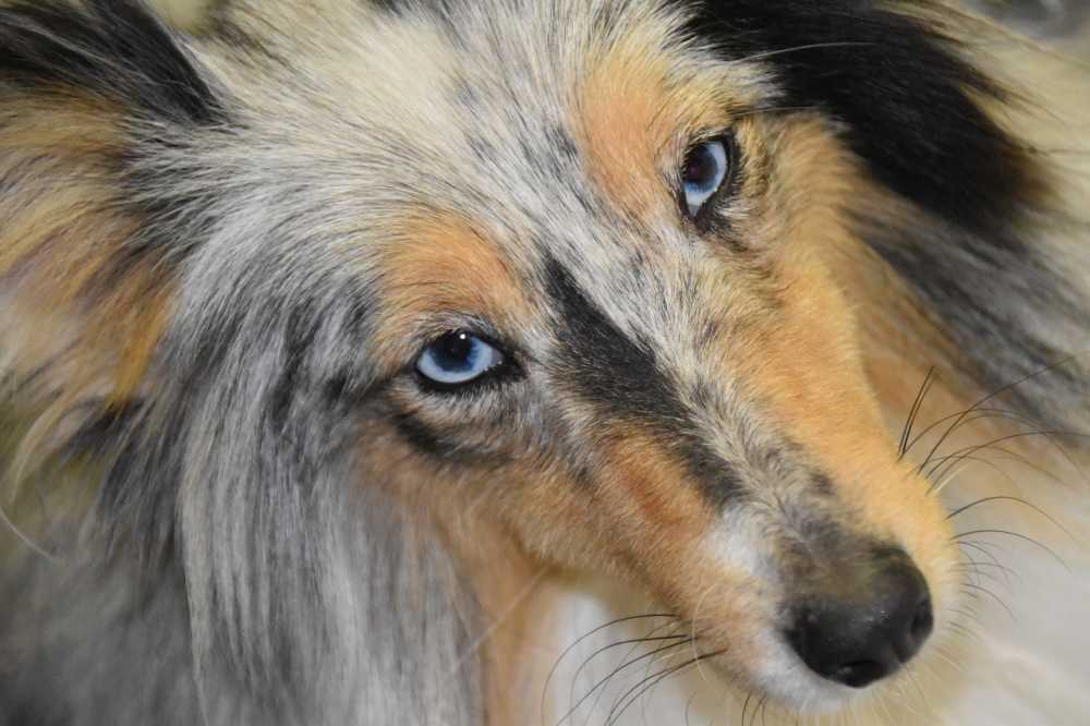 苏格兰牧羊犬