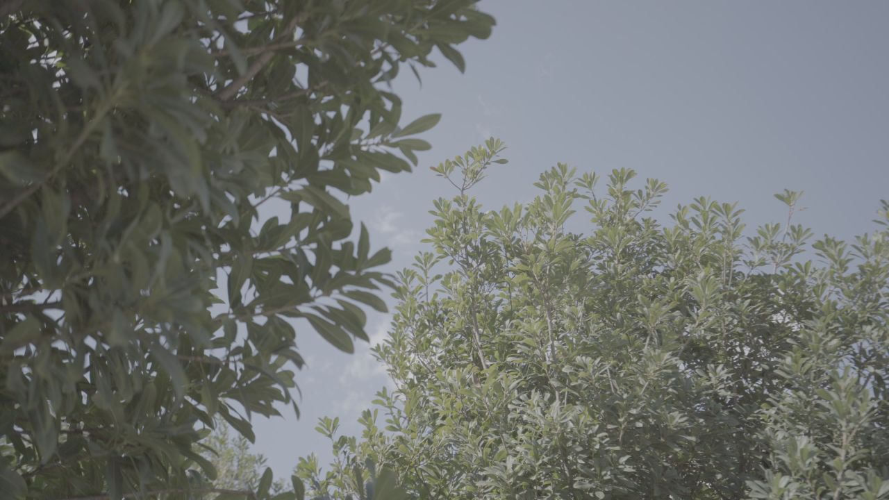 果实 9
