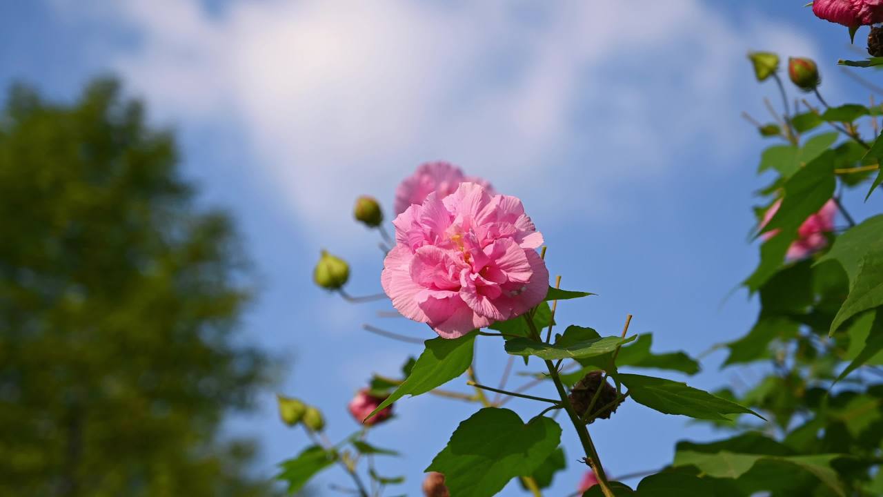 公园植物阳光下空镜头素材 13