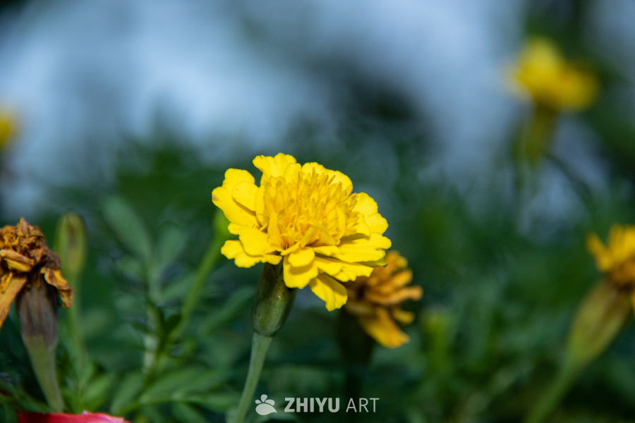 绽放的黄色花朵