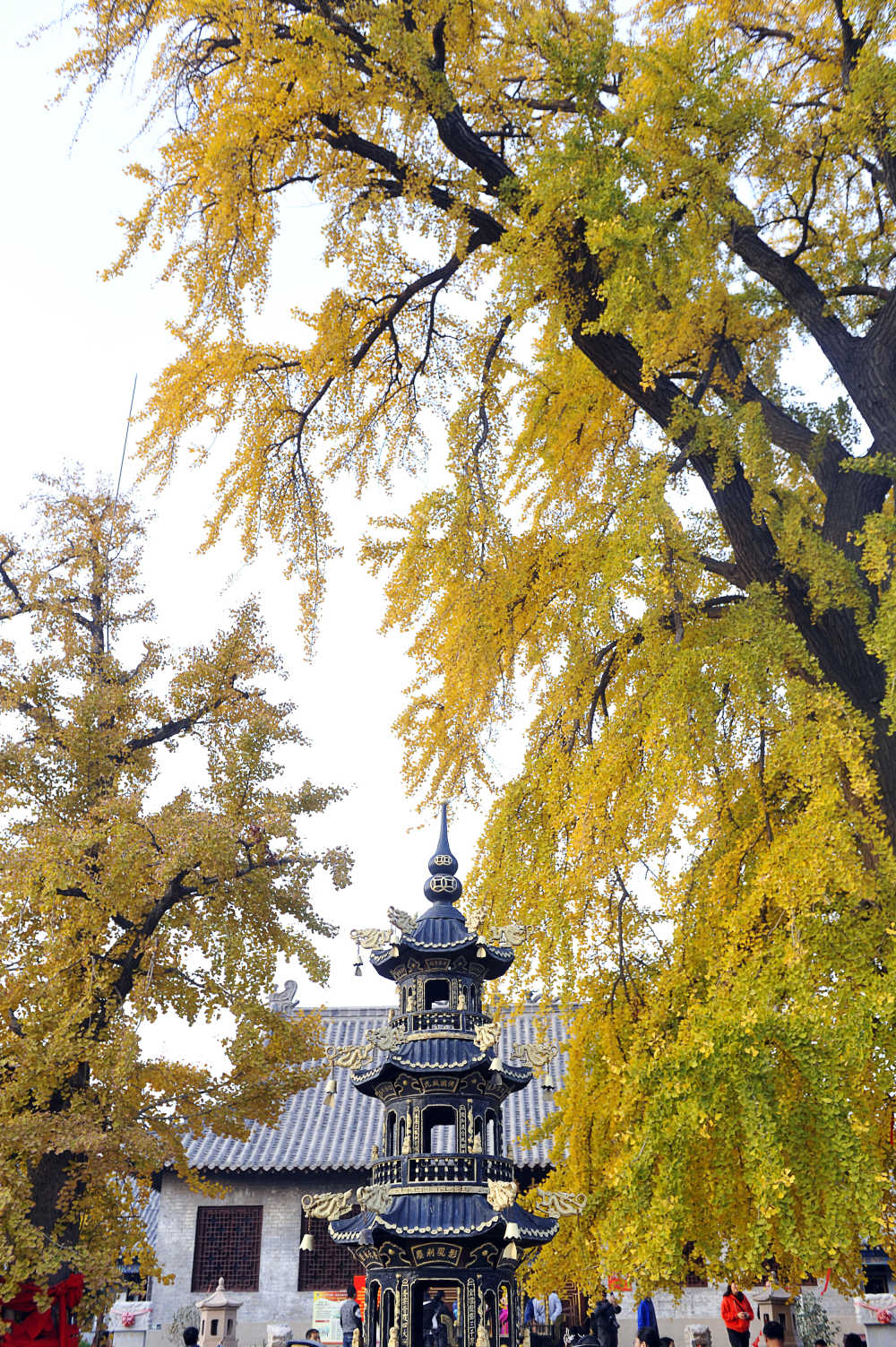 法海寺佛龛千年银杏树