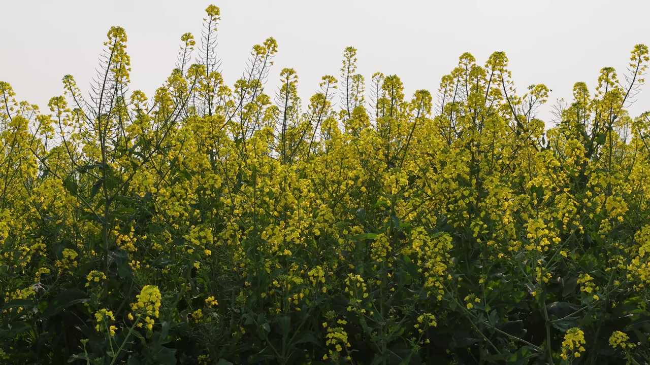 油菜花田的宁静时光