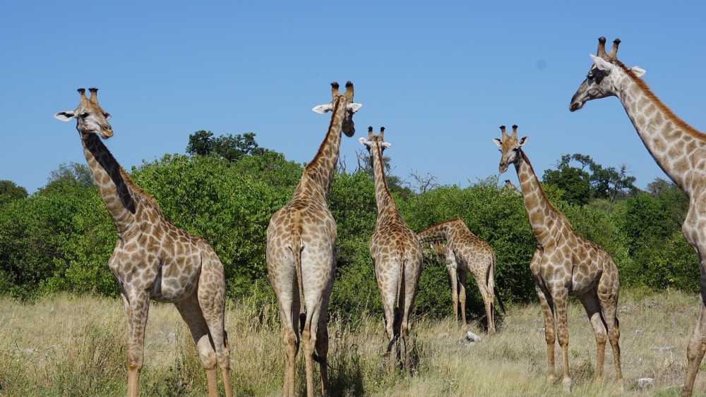 长颈鹿野生动物自然