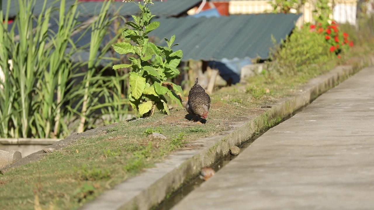 扒核桃