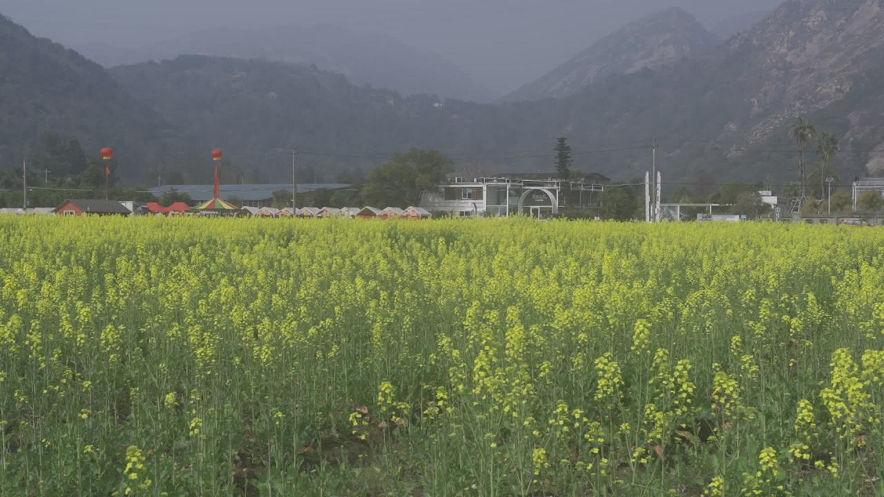 油菜花盛开 20