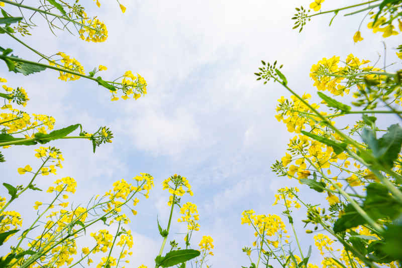 油菜花 29