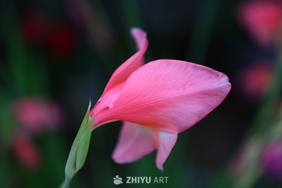 粉红花蕾的静谧之美