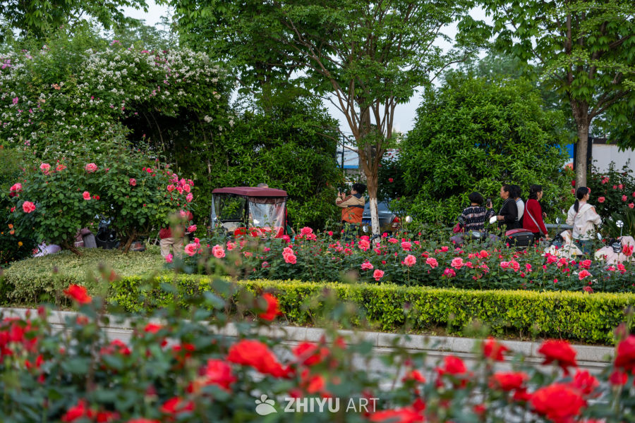 月季花 14