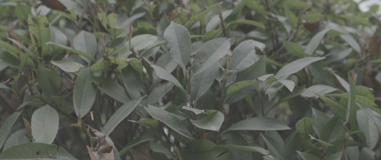 植物