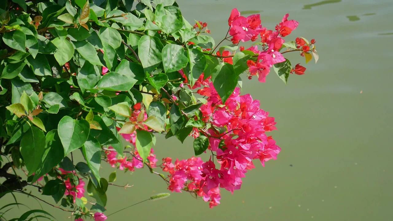 阳光微风河边三角梅2