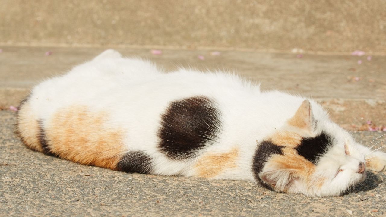 春天公园里可爱的猫咪流浪猫 21