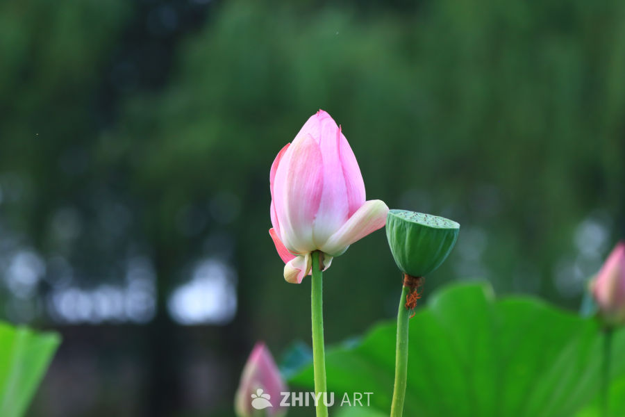 盛夏荷花 215