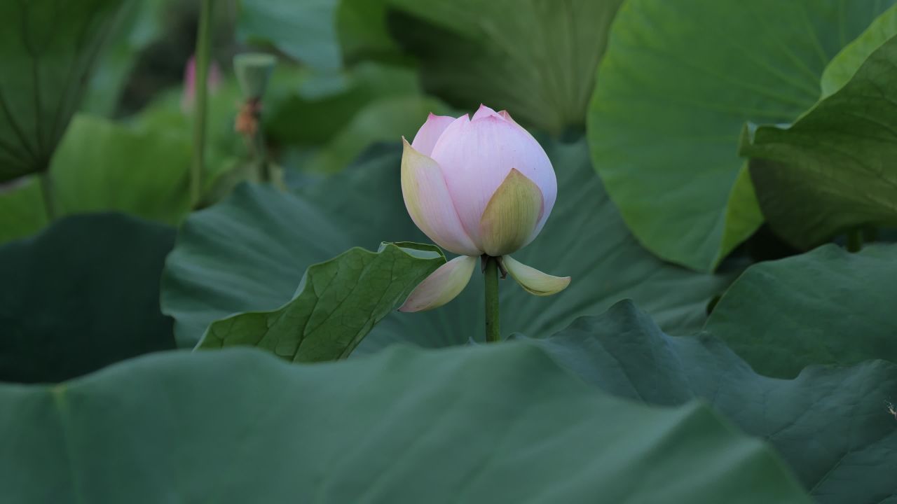 荷花 39