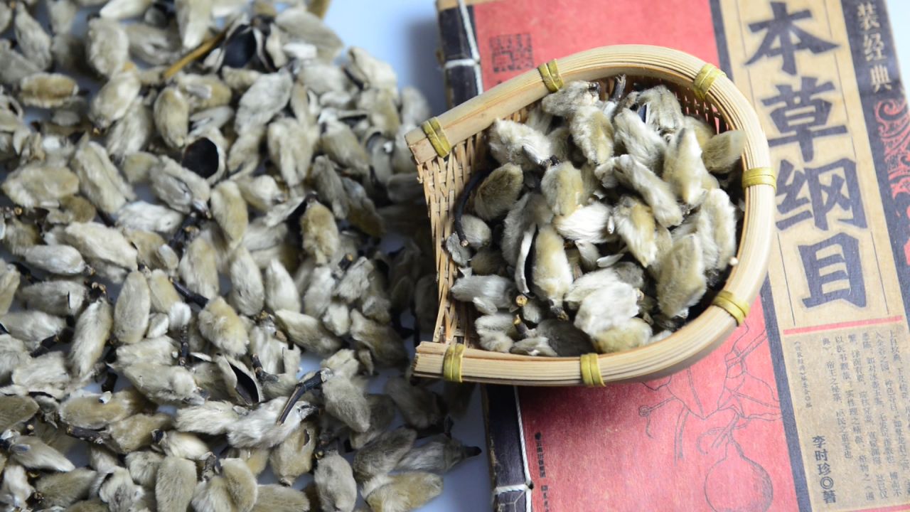 中药材辛夷 2