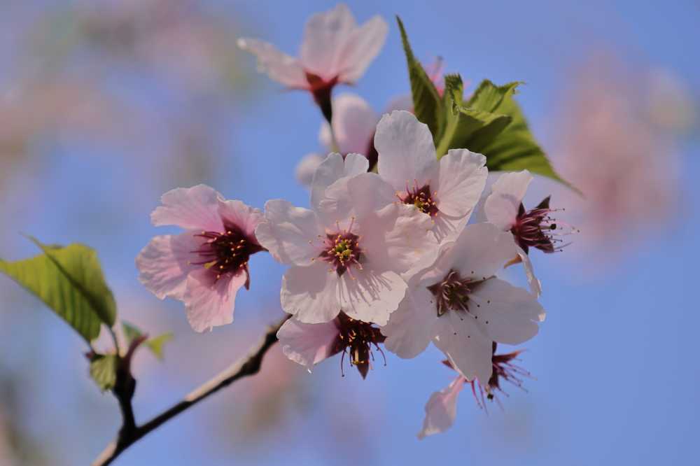 樱花
