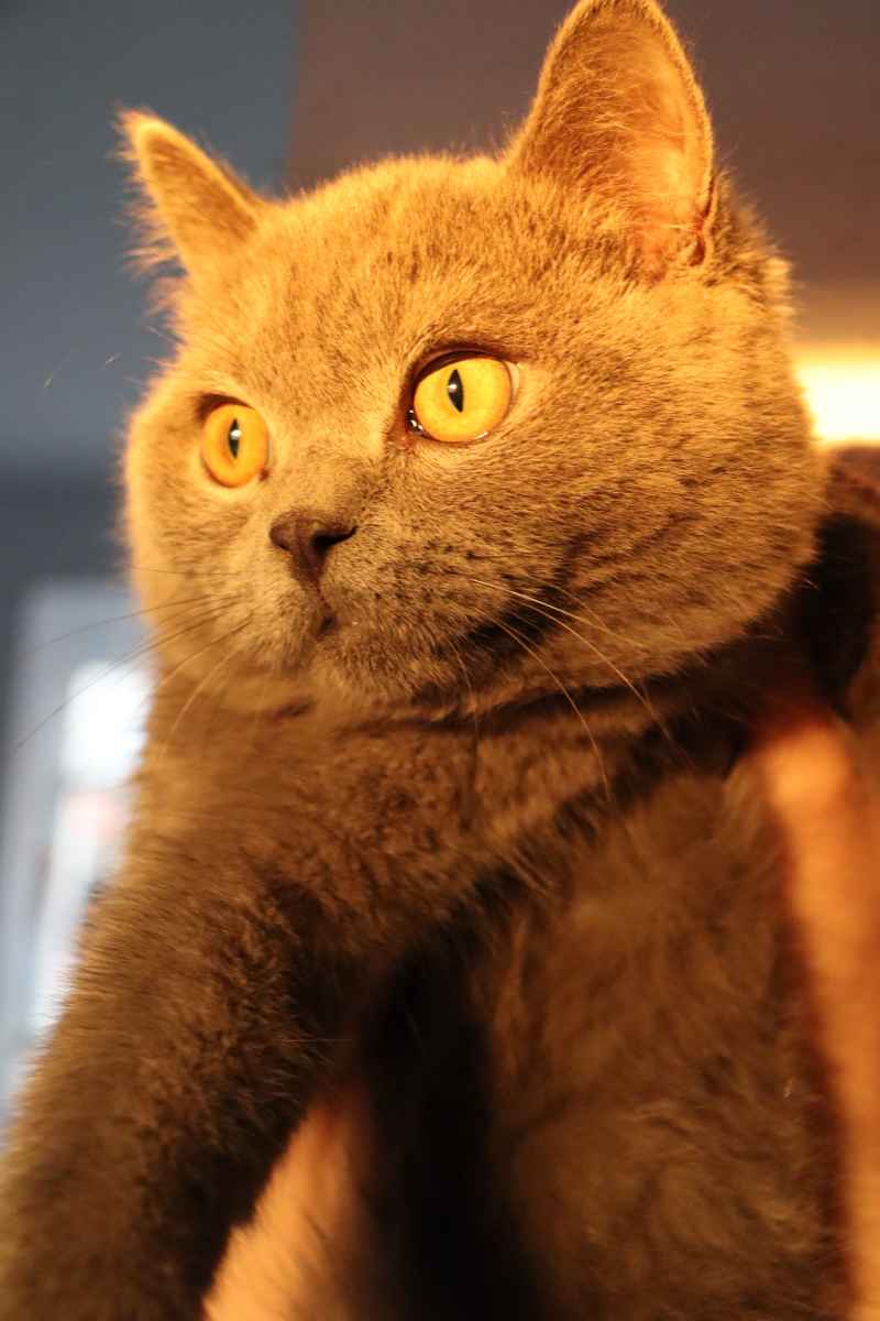 太阳小猫