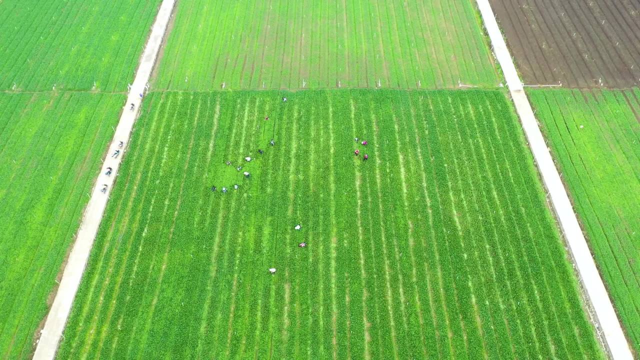 山区蔬菜基地农民劳作美丽乡村新农村航拍