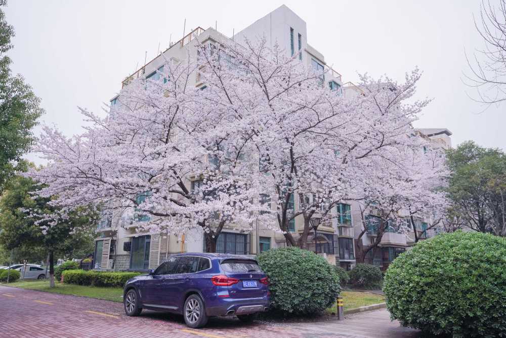 樱花季