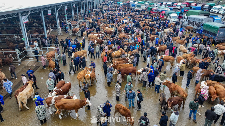 航拍贵州畜牧交易市场 牛市交易 15