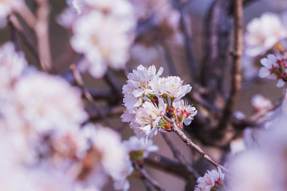 春天的那些花儿