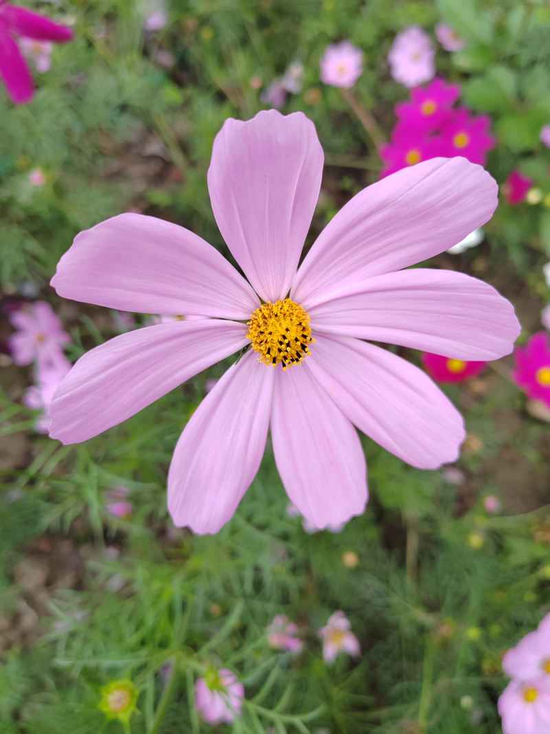 花花