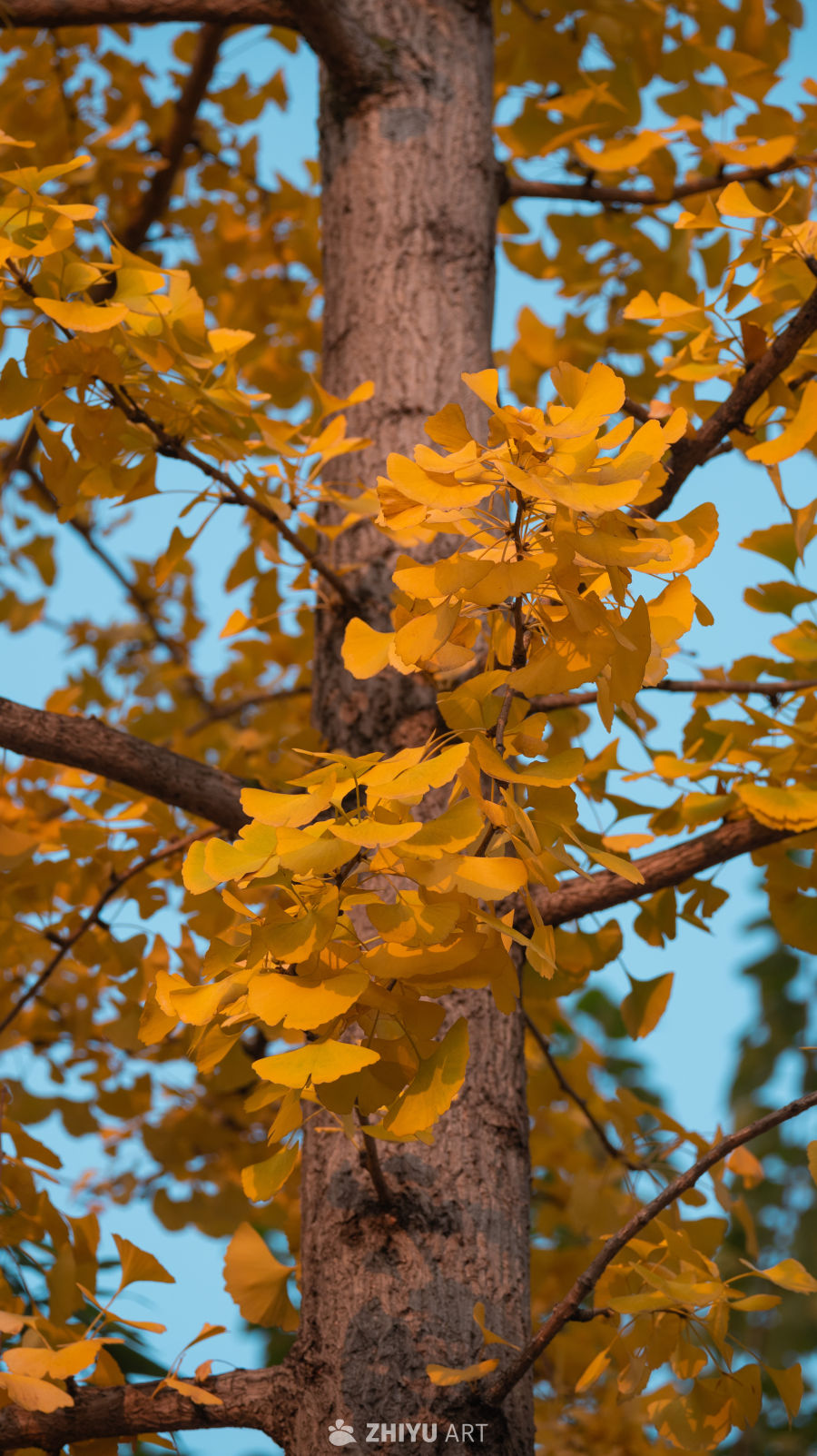 秋日银杏金黄叶