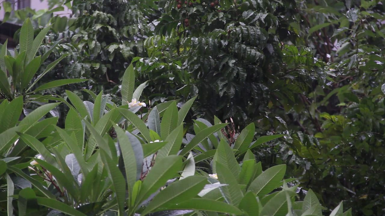 大雨鸡蛋花树和黄皮树