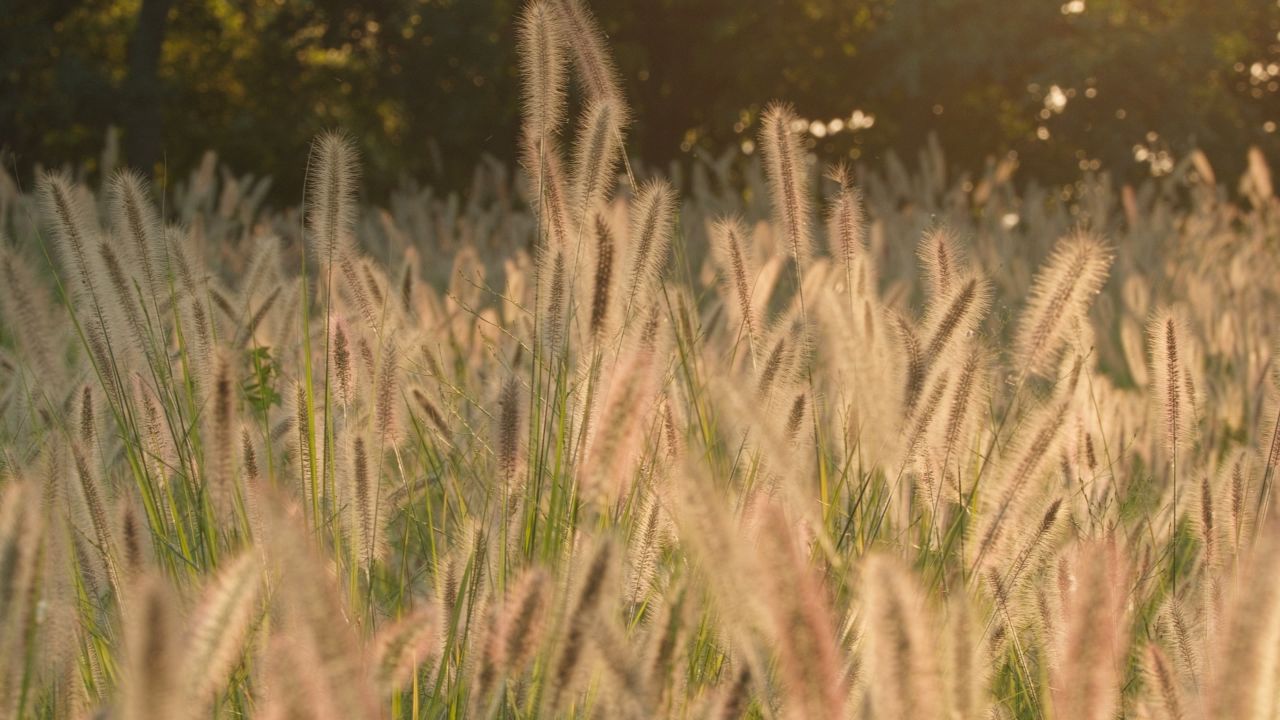 春末夏天狗尾巴草狼尾草 34