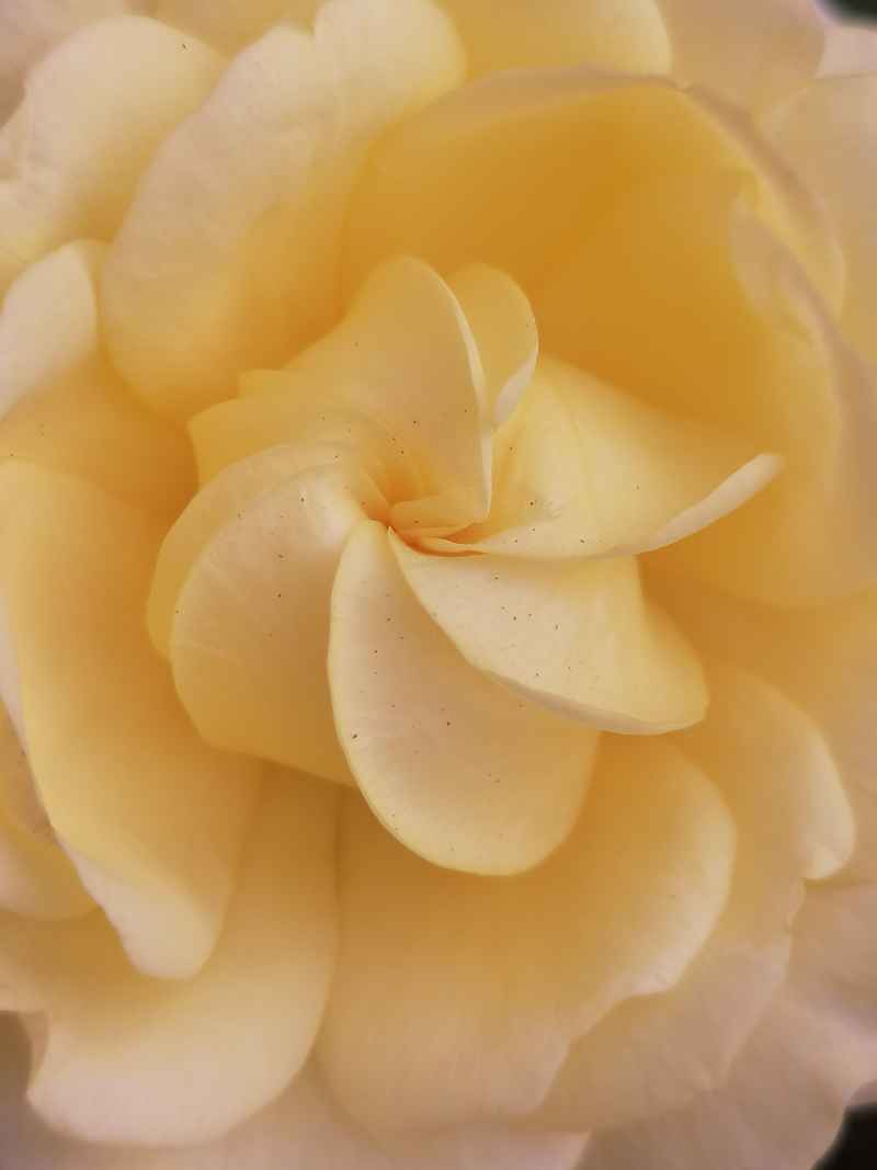 奶油般的黄玫瑰花瓣