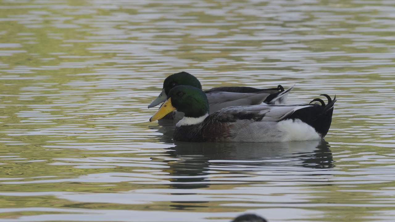 杨府山公园观鸟 3