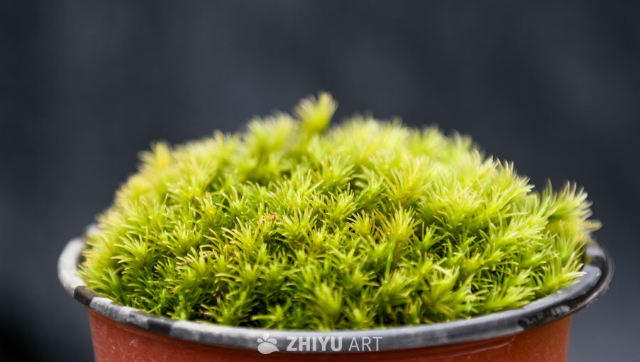 苔藓植物种植 11