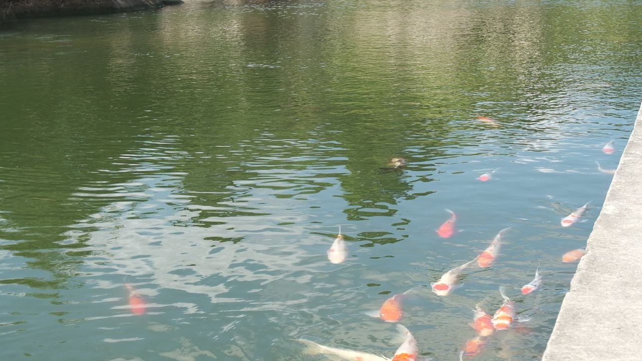 锦鲤池