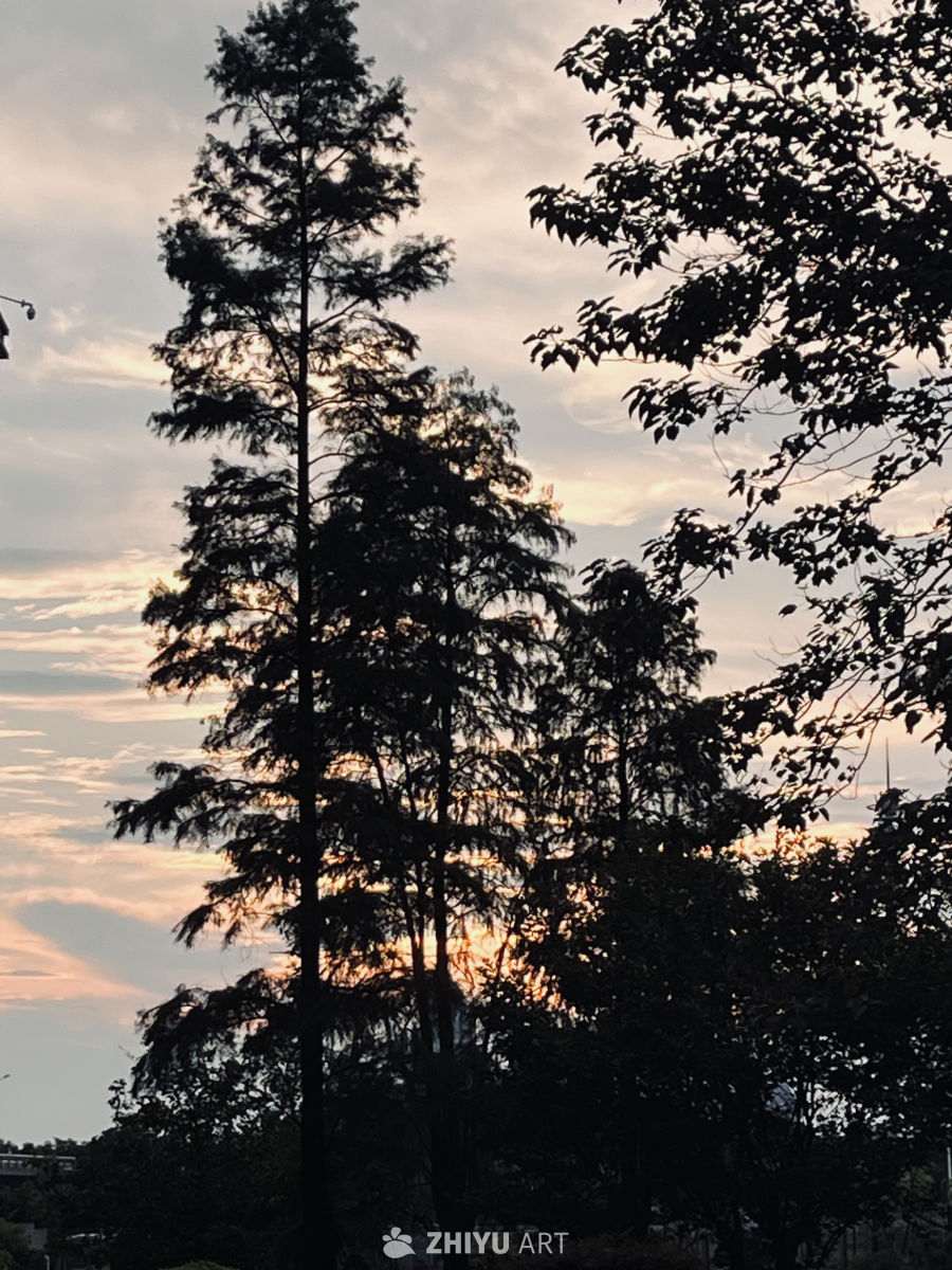夕阳下的树影