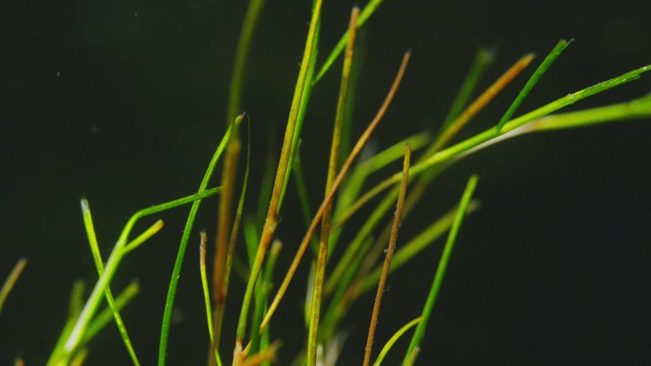 水草01