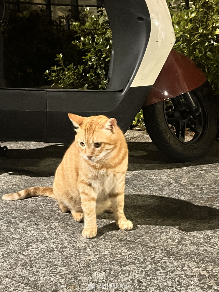 夜色中的橙猫
