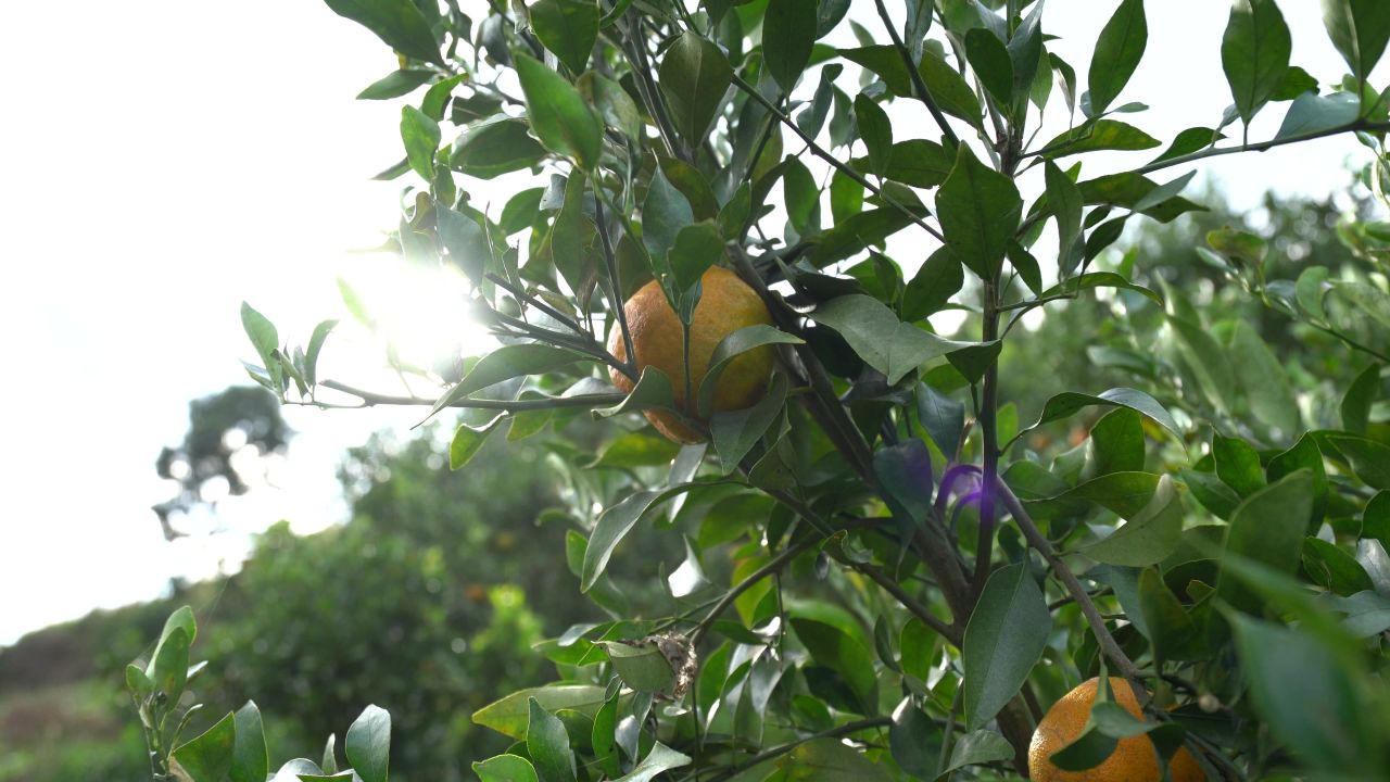 橘子