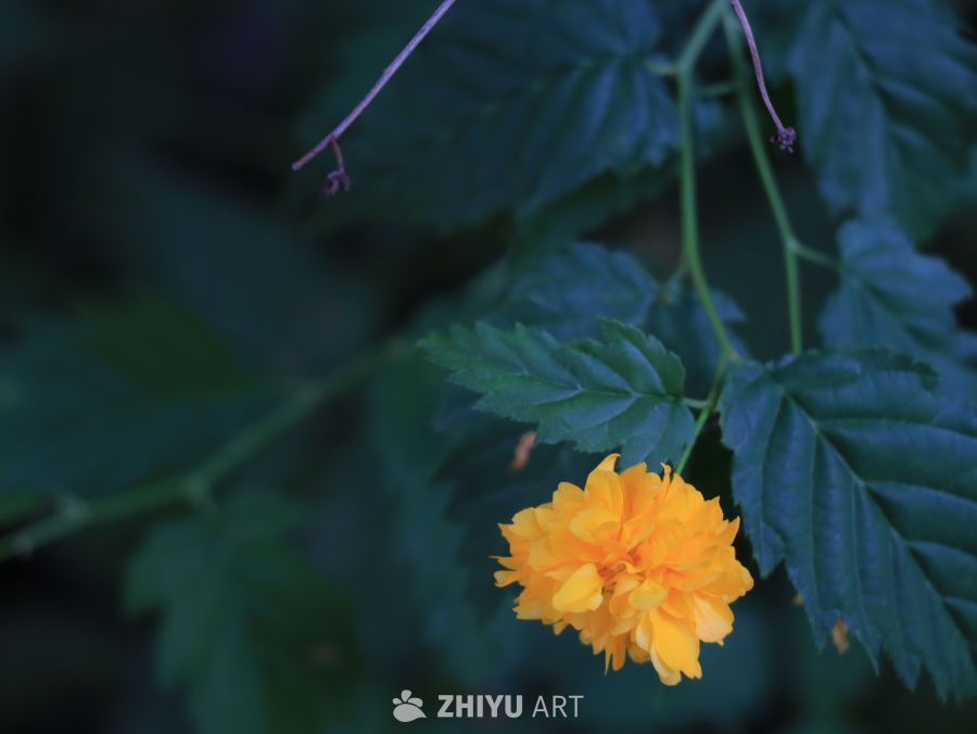 黄花绿叶的春天