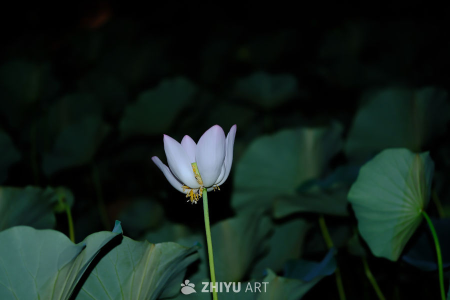 陶然亭 58
